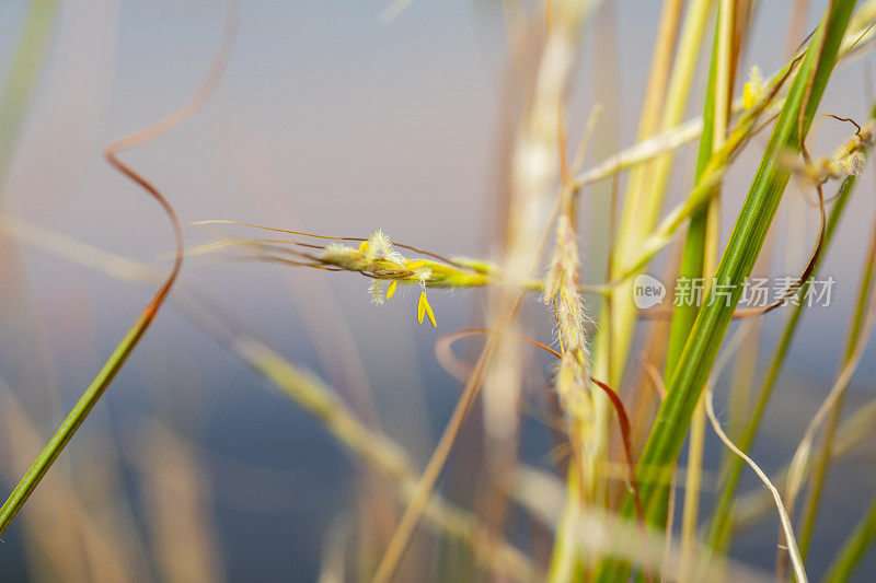 开花禾本科- Bromus vulgaris?